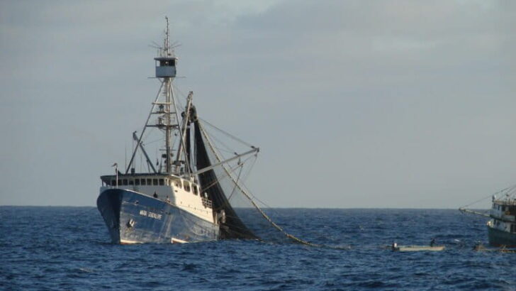 Fishing Data Reveals Heat Waves’ Hidden Toll on Ocean Life