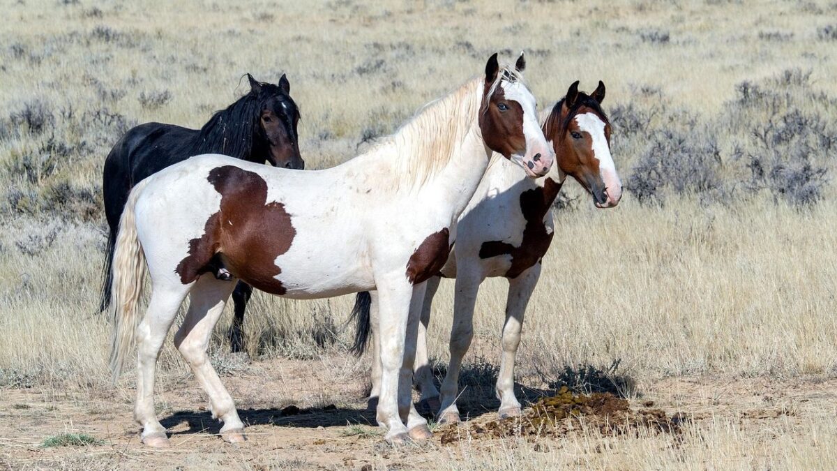 Which Horse Breeds Best Relate To Zodiac Sign Virgo