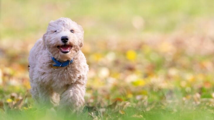 10 Must-Have Toys to Ignite Your Dog’s Mental Agility