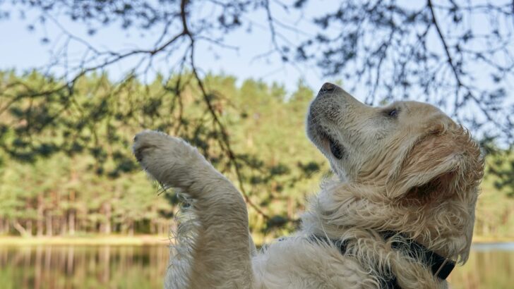 Building Bonds Through Rewards: The Proven Power of Positive Dog Training