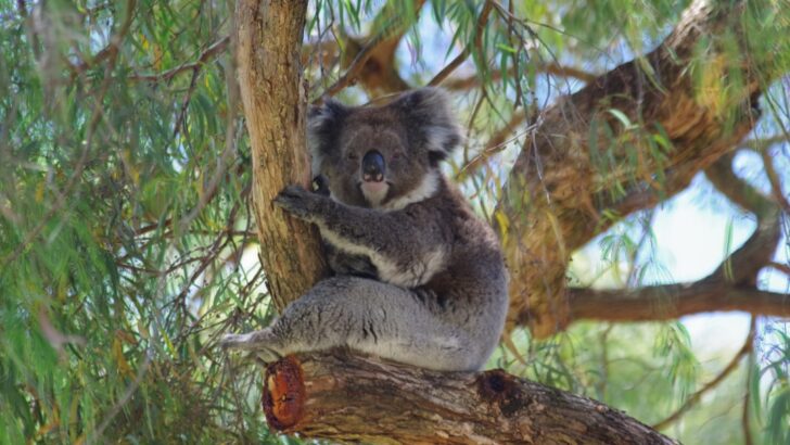 Victoria’s Bushfires: Families, Pets, and Wildlife Endure Heart-Wrenching Losses