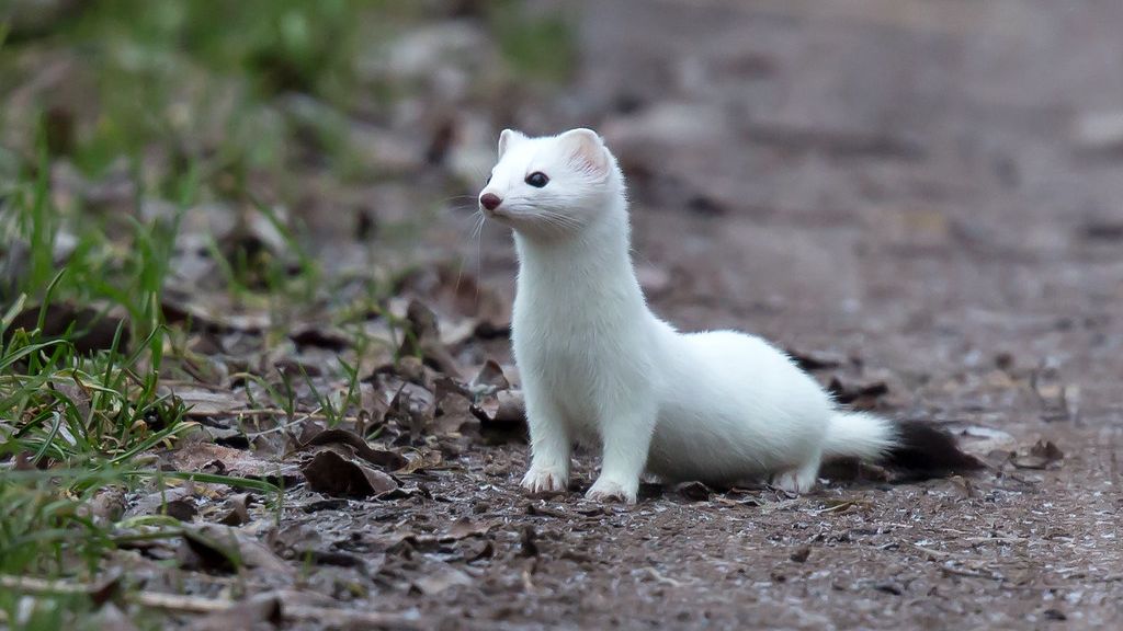 12 Amazing Facts About Animals That Can Change Their Color