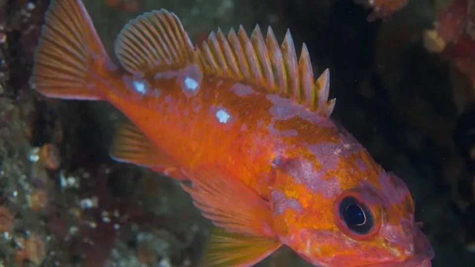 11 Animals With the Most Surprising Longevity on Earth