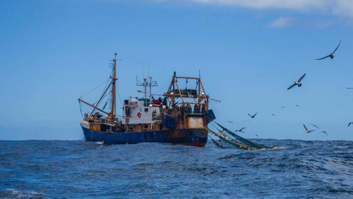A New Era for Marine Conservation: High Seas Treaty Becomes International Law