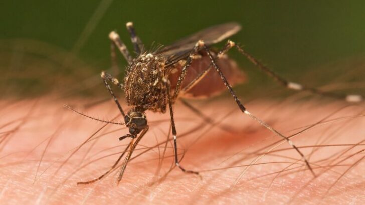 Deforestation Drives Mosquitoes Toward Human Hosts in Brazil’s Atlantic Forest