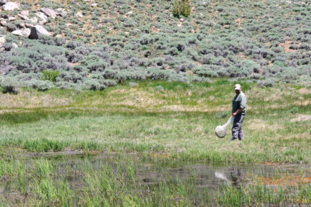 California&rsquo;s Insect Enigma: DNA Barcoding Illuminates a Biodiversity Boom