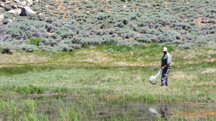 California’s Insect Enigma: DNA Barcoding Illuminates a Biodiversity Boom