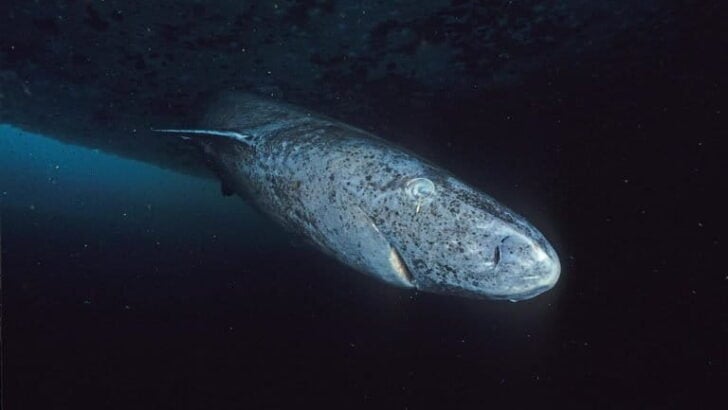 Greenland Sharks Retain Functional Vision Despite Living Hundreds of Years