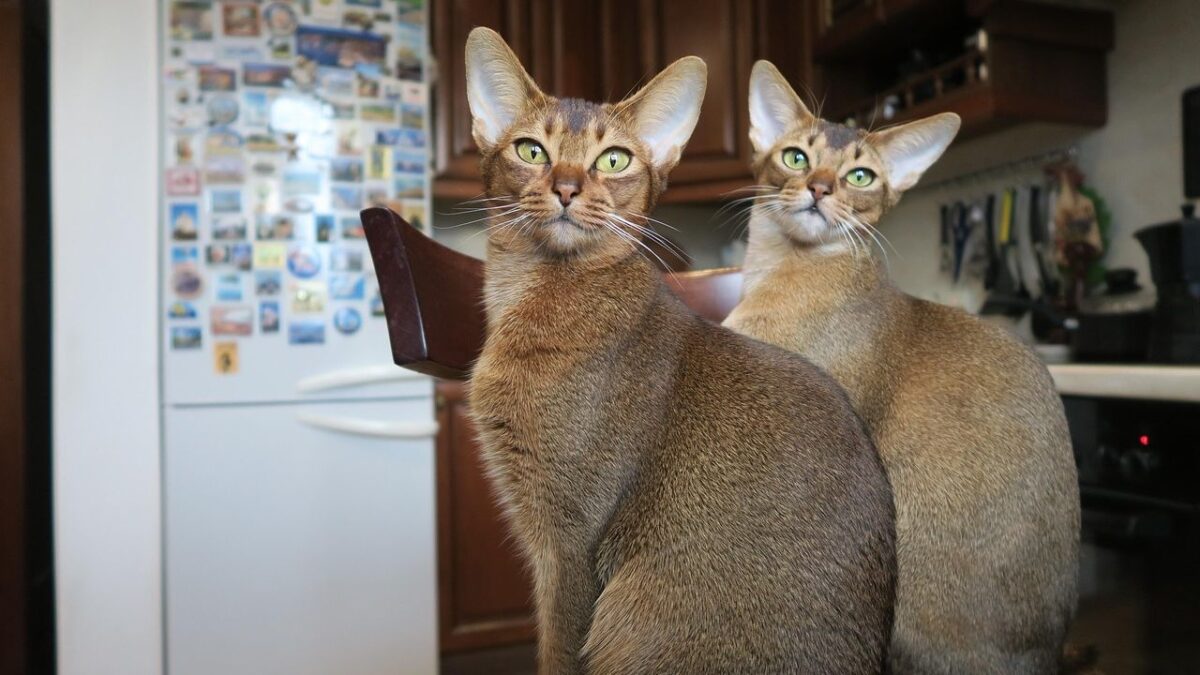 Cats That Adapt Well to Desert States Like Arizona