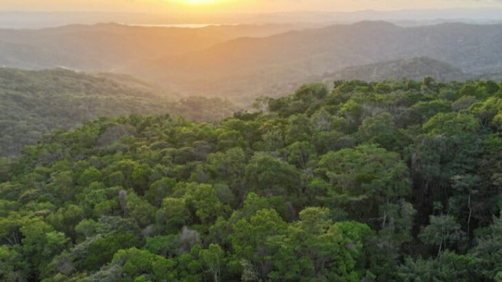 Nitrogen’s Vital Role in Accelerating Tropical Forest Recovery and Carbon Capture