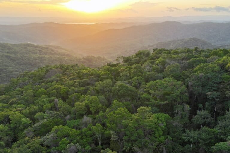 Nitrogen may turbocharge regrowth in young tropical forest trees