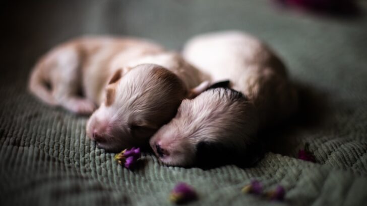 Nurturing Tiny Companions: Tips To Keep Small Pets Happy