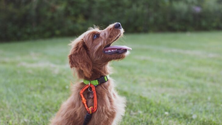 Tackling Canine Misbehaviors: Essential Advice from Behavior Experts