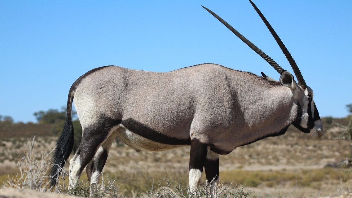 12 Strange Animals You Didn't Know Lived in the United States