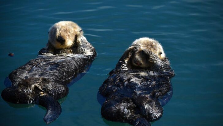 Discover the Amazing Intelligence of Ocean Creatures Beyond Dolphins and Whales