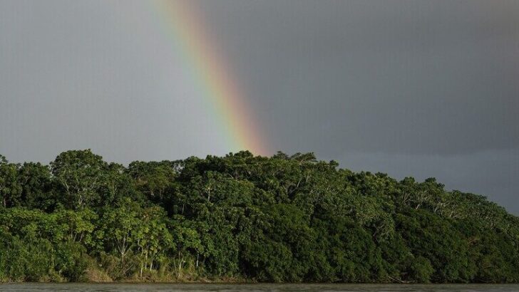 Colombia’s Forests on the Rebound: 25% Deforestation Decline in 2025 Aids Wildlife Recovery