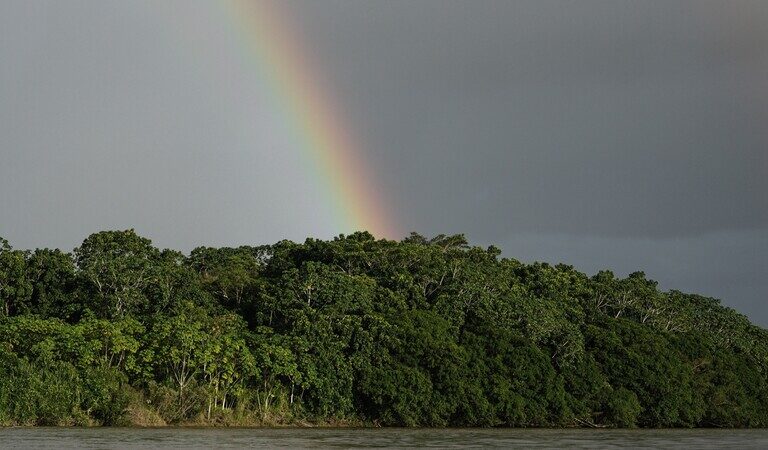 Colombia poised for another drop in deforestation in 2025, data show