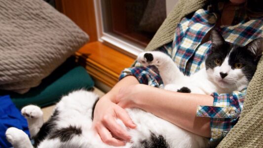 10 Surprising Things Your Cat Does That Prove How Much They Love You