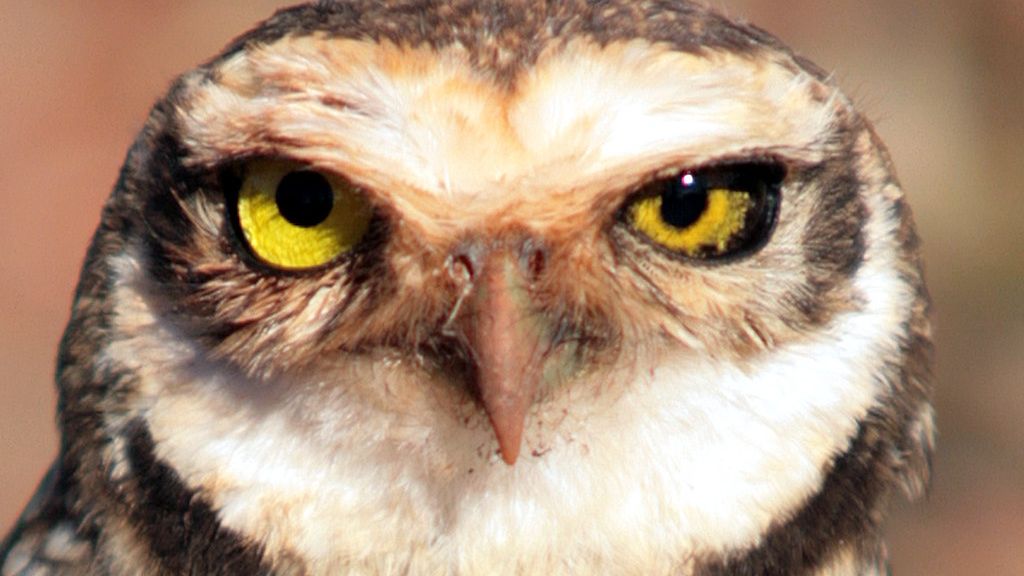10 Amazing Facts About Owls That Will Make You Look at Them Differently