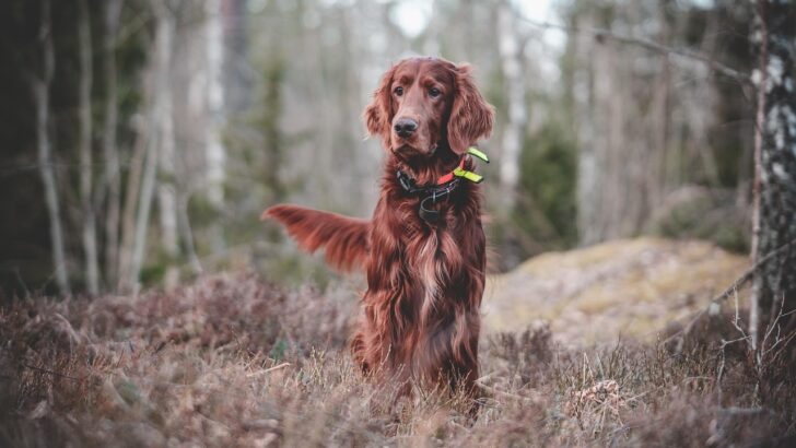 5 Effective Ways to Turn a Stubborn Dog into a Willing Companion