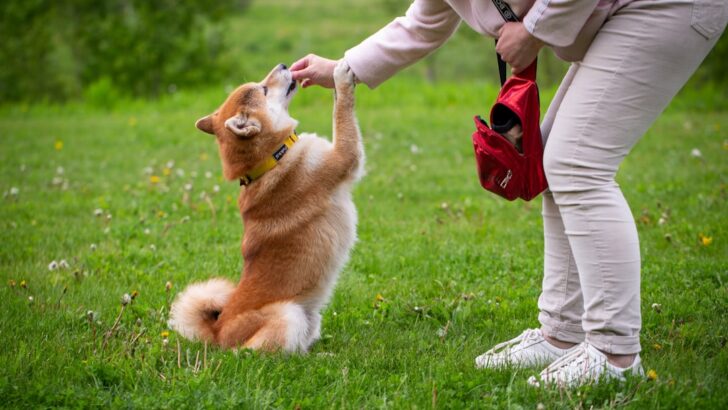 Selecting the Ideal Dog Trainer: A Step-by-Step Guide for Pet Owners