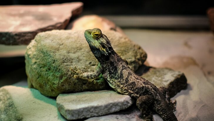 Crafting the Ultimate Reptile Habitat: Tips for a Thriving Pet Environment