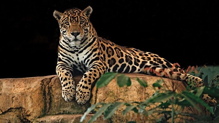 Jaguars Are Returning To Arizona’s Wilderness And The Reason Why