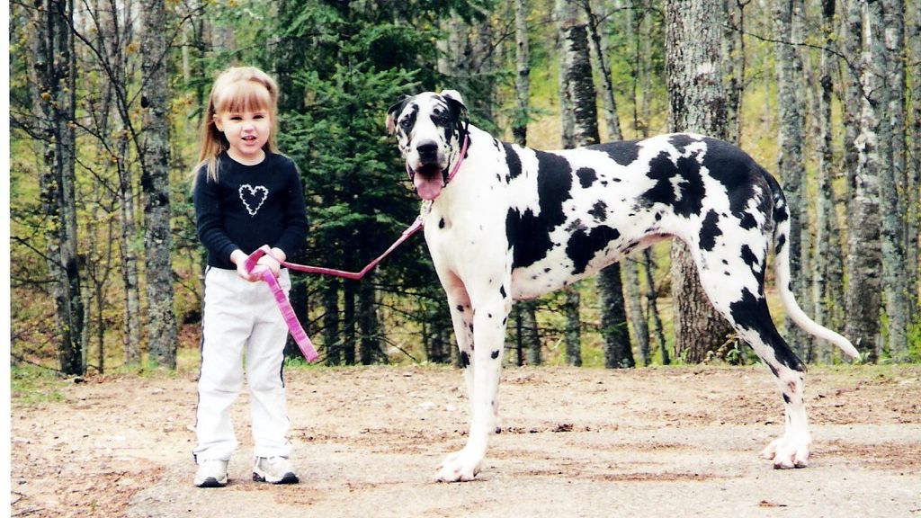 14 Unique Dog Breeds with the Most Unusual Coats and Markings