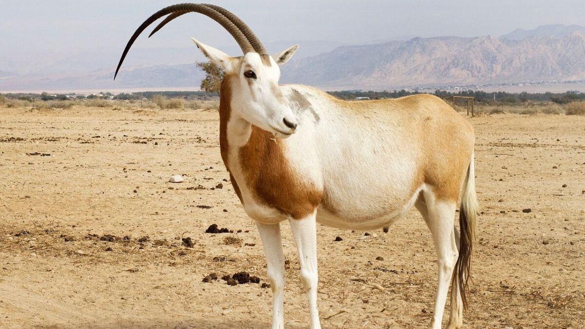 9 US Zoos and Sanctuaries Dedicated to Saving Endangered Species
