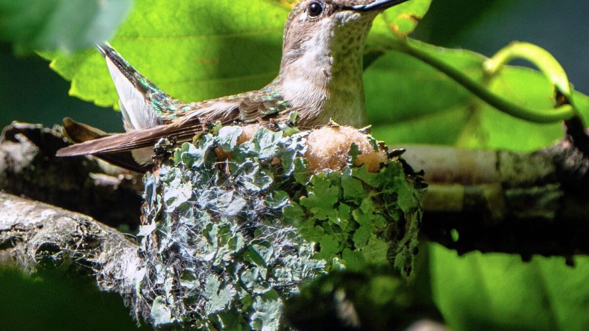10 Incredible Animal Architects Who Build the World's Most Complex Nests