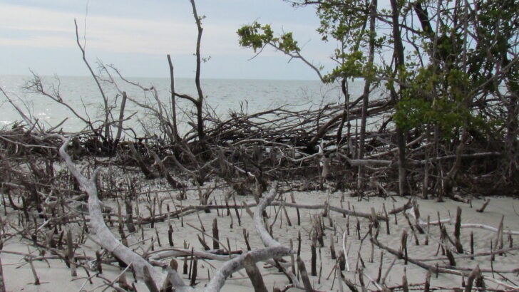 Florida&rsquo;s Chilly Surprise: Rare Snowfall Strains Wildlife Conservation