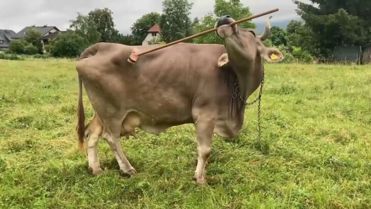 Austrian Pet Cow Using a Tool to Scratch Herself Proves The Intelligence of Livestock