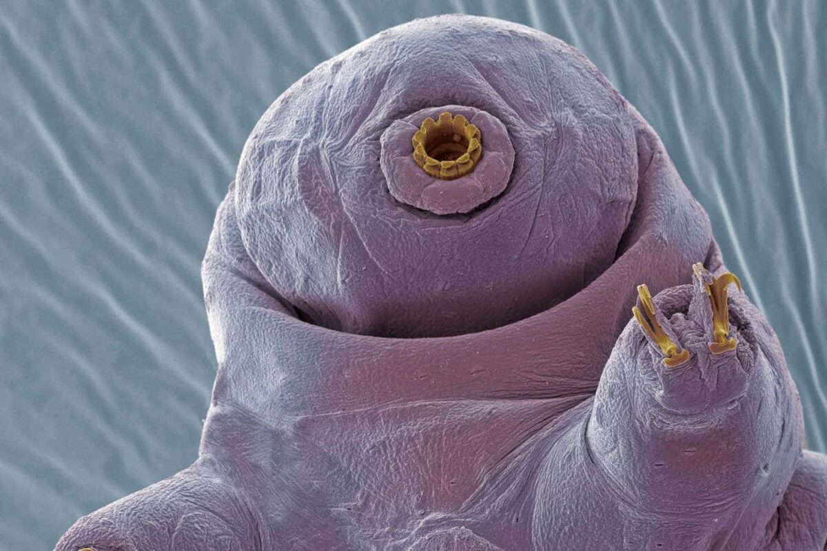 Giving astronauts tardigrade toughness will be harder than we hoped