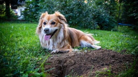 How to Use Diatomaceous Earth for Ticks in Dogs
