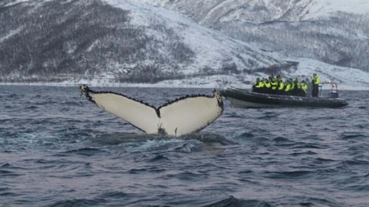 Reykjav&iacute;k &ndash; Activists Board Whaling Ships, Trigger Court Case After Ban Ends