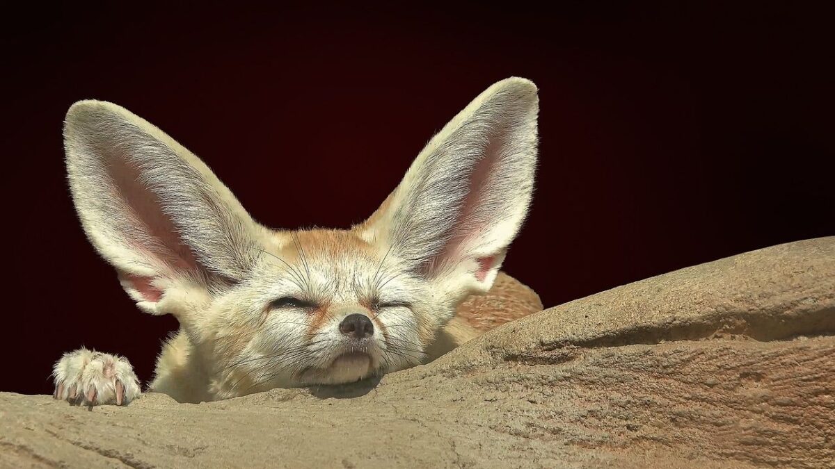 10 Remarkable Creatures That Thrive in the World's Harshest Climates