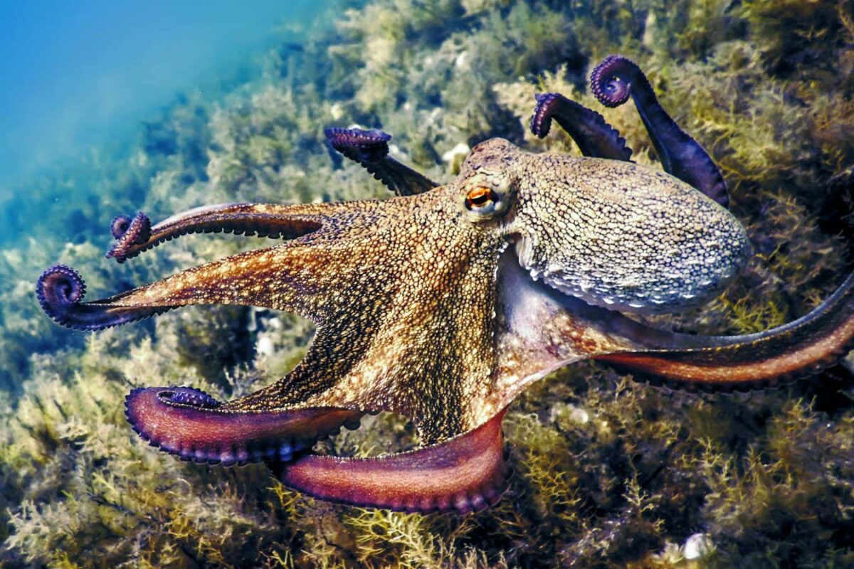Octopuses prompt rethink of why animals evolve big brains
