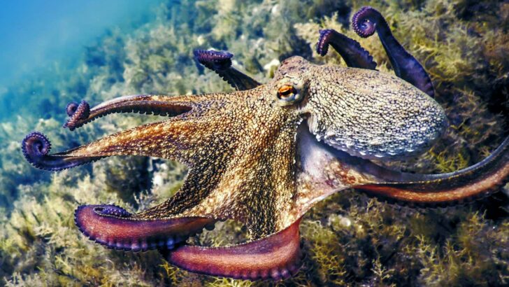 Octopuses prompt rethink of why animals evolve big brains