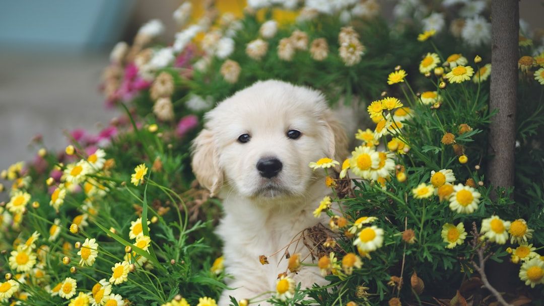 9 Dog Breeds Known for Their Gentle Nature with Children