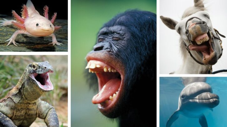 Scientists Say Animals Experience Joy: Want To Measure It