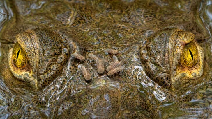 Crocodile’s Piercing Gaze Claims Victory in Ecology Photography Awards