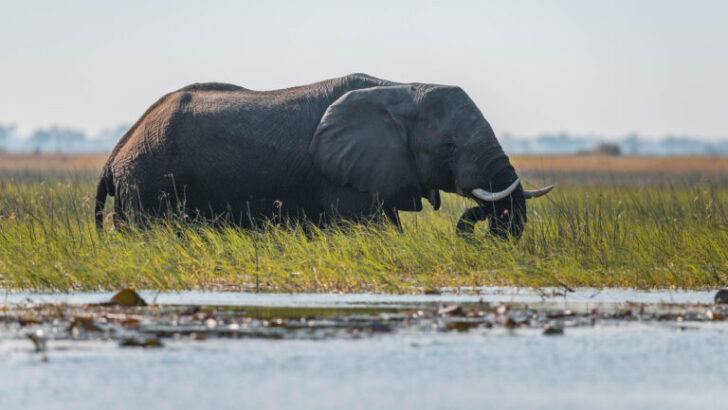 Angola’s Highland “Water Tower” Achieves Prestigious Ramsar Status