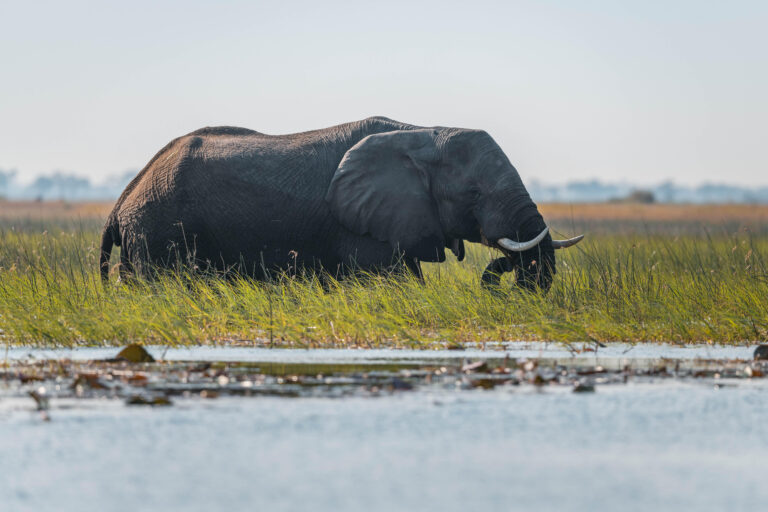 Critical wetland in Angola gets formal Ramsar recognition