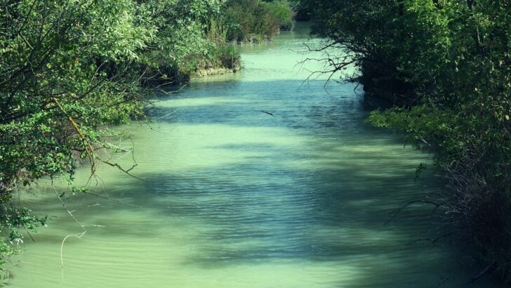 New eDNA Model Traces Aquatic Species Origins, Transforming Conservation Strategies