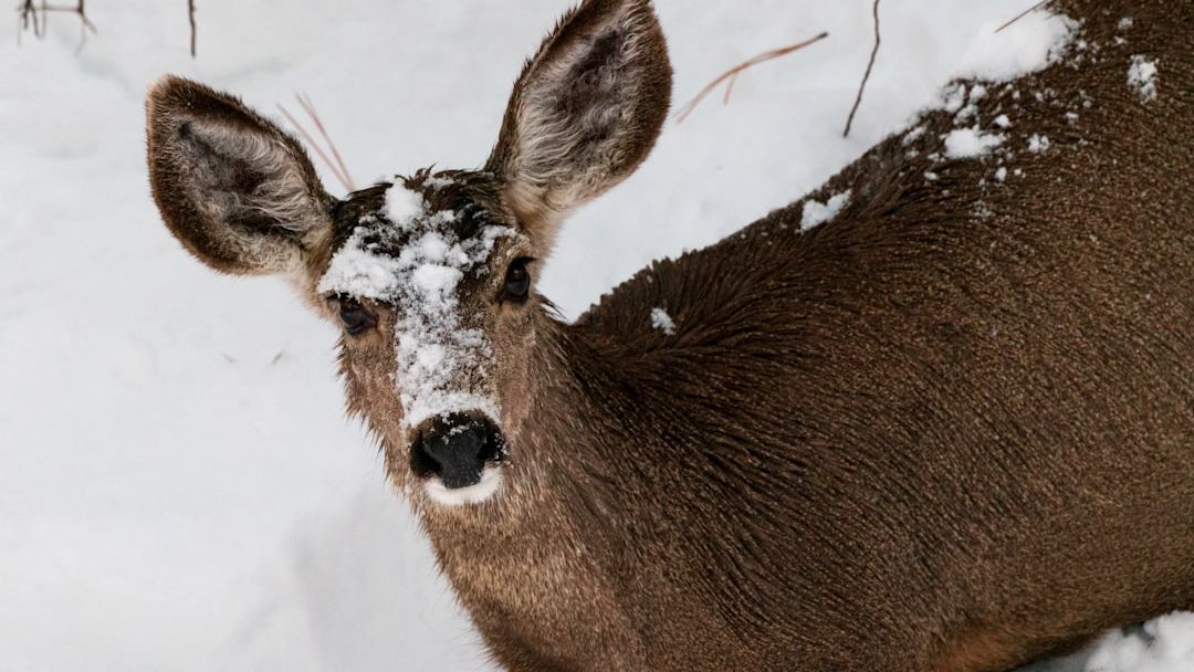6 Winter Pests That Can Ruin Your Garden