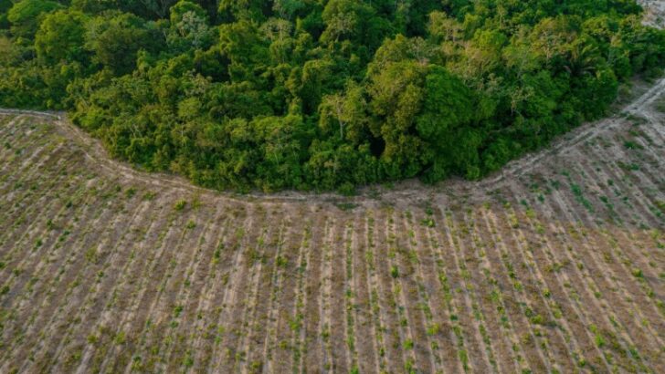 In Brazil, planting forests for carbon credits could help ecosystem restoration