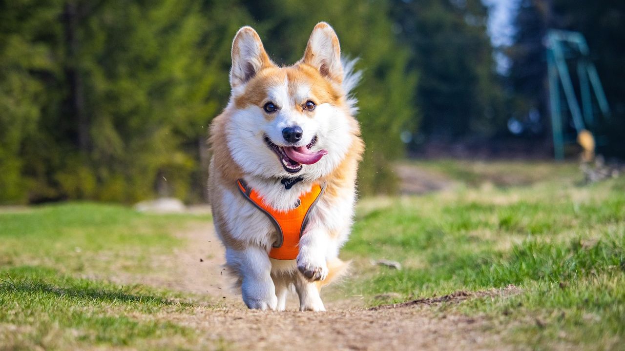 12 Dog Breeds That Are Actually Smarter Than Most Humans - Animals ...