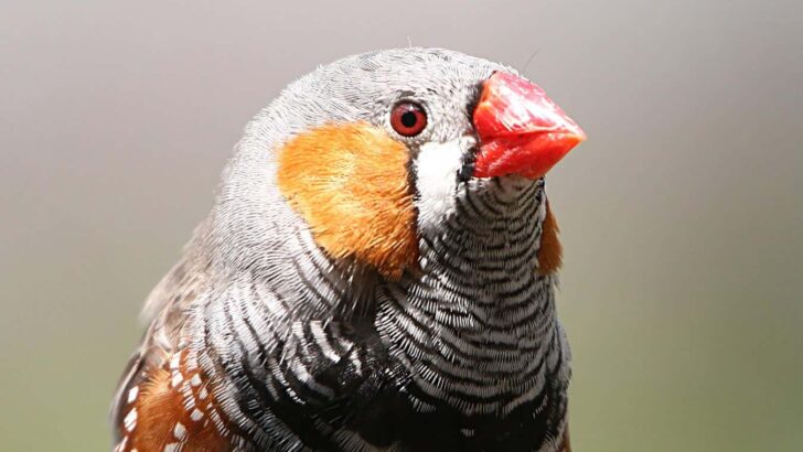 Birds’ Retinas Can Thrive Without Oxygen Scientists Reveal the Secret