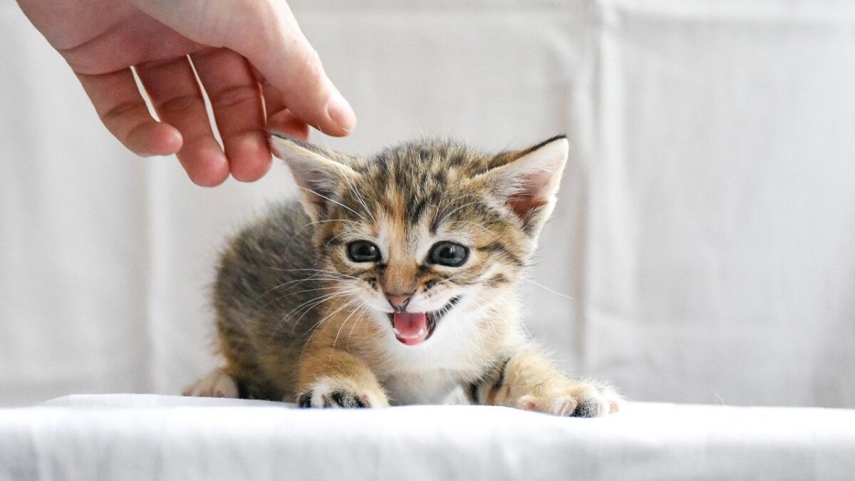 10 Big Mistakes First Time Owners Make With Their Cats