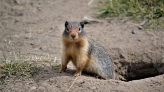 Wild Groundhog Hazel Craves Her Human Mom's Constant Attention in Unlikely Rehab Romance